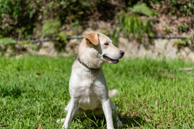 Dog looking away on field