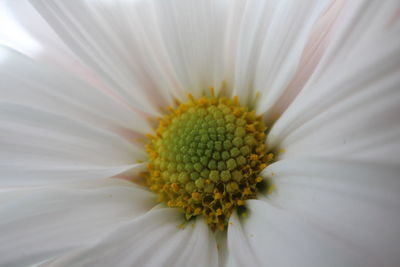 Close-up of flower