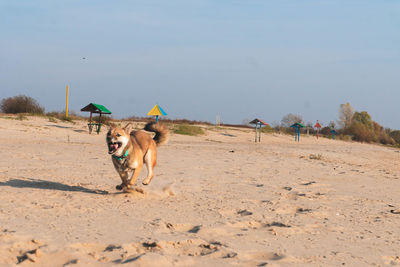 Dog running on beach