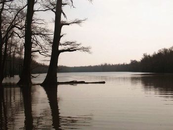 Reflection of trees in water