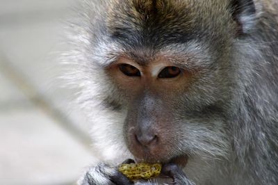 Close-up of monkey eating head