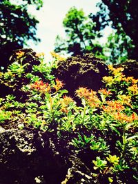 Low angle view of trees