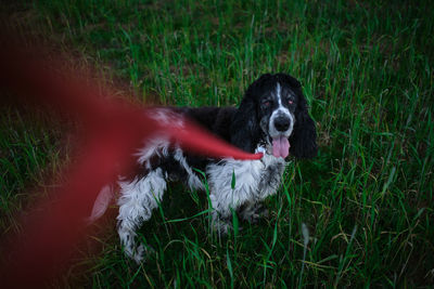 From above of adorable black and white spaniel standing with tongue out on green grass and looking at camera