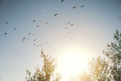 Low angle view of bird flying in sky