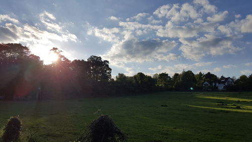Sun shining through trees on field