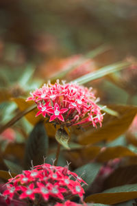 Close-up of pink flowering plant