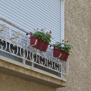 Potted plant on wall of building