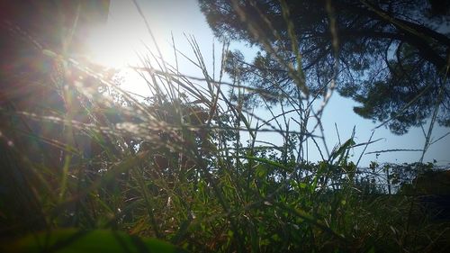 Sun shining through trees