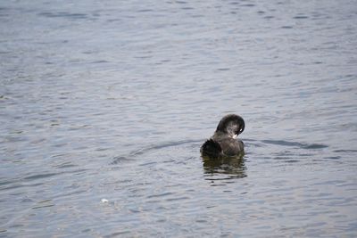 Duck swimming in lake