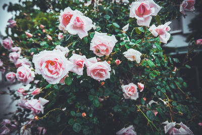 Close-up of pink rose plant outdoors