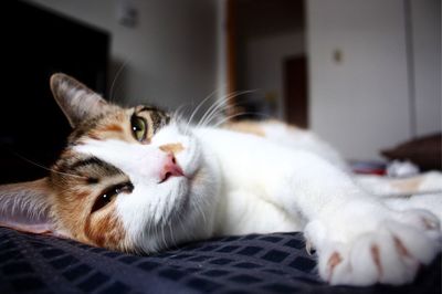 Close-up portrait of cat lying on bed