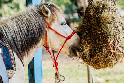 Close-up of a horse