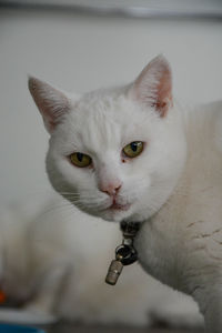 Close-up portrait of a cat