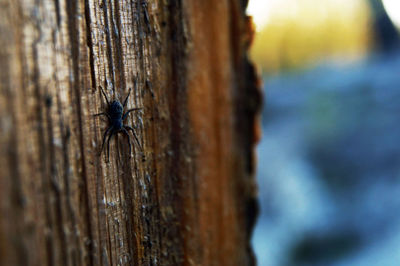 Close-up of spider