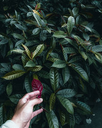 Midsection of person holding leaves on plant