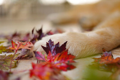 Close-up of maple leaves on plant during autumn