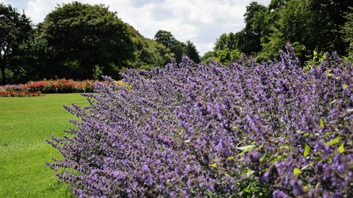 Close-up of purple flowering plants on field