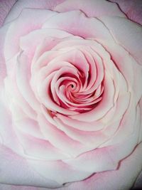 Close-up of pink rose