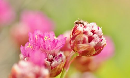 Close-up of pink flower