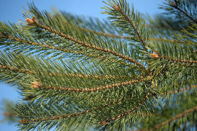 Close-up of pine tree