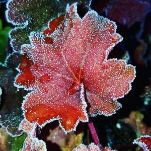 Close-up of red flower
