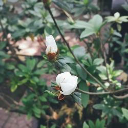 Close-up of white rose blooming outdoors