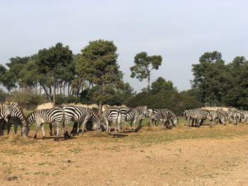 View of zebras on field against trees