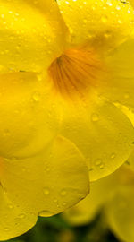 Macro shot of water drops on flower