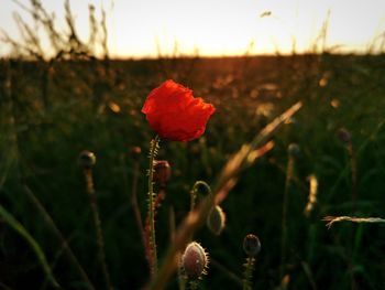Close-up of poppy flower on field