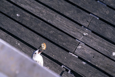 High angle view of lizard on wooden plank
