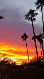 Silhouette of trees at sunset