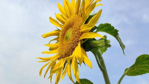 Close-up of sunflower against sky