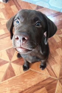 Close-up portrait of a dog