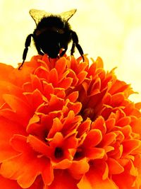 Close-up of bee pollinating on flower