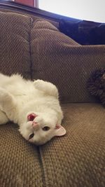 Cat sleeping on tiled floor