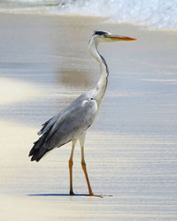 Bird perching on a beach