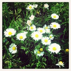 Close-up of white daisy flowers blooming in field