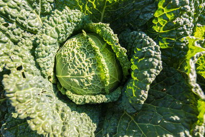 Full frame shot of green leaf