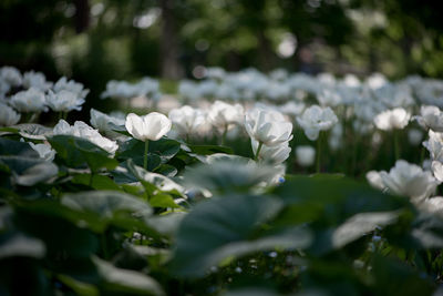 Close-up of white flowers blooming outdoors