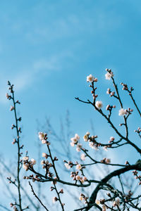 Low angle view of apple blossoms in spring against sky