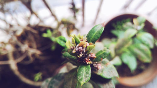 Close-up of flower against blurred background