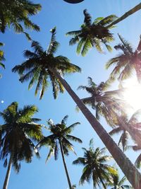 Low angle view of palm trees against clear sky