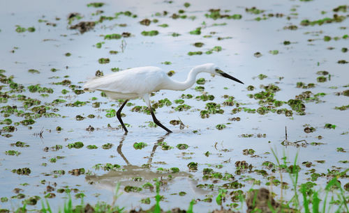 The great egret - a great egret is foraging in a swamp, white birds in swamps or rice fields