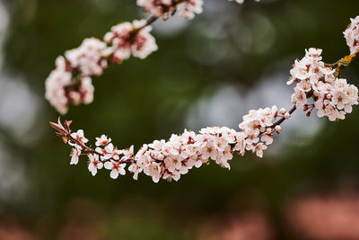 Close-up of pink cherry blossoms in spring