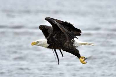 Eagle flying over the ocean water