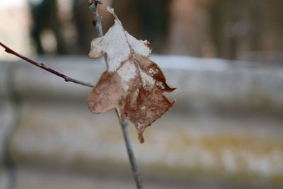 Close-up of dry leaf on twig during winter
