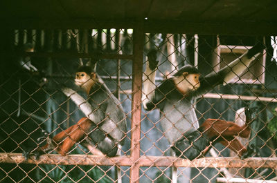 Young birds in cage at zoo