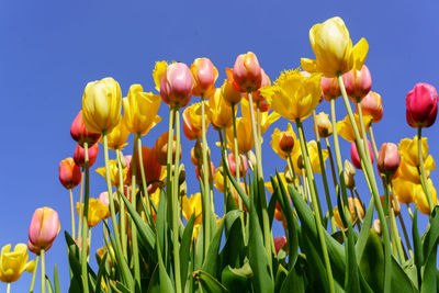 Close-up of yellow tulips in field