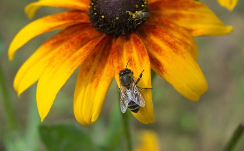 Close-up of bee pollinating on yellow flower