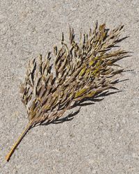 High angle view of dead plant on sand